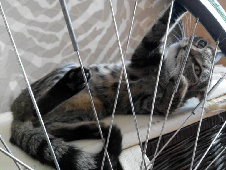 Krótkie filmy dla fanów ostrego koła